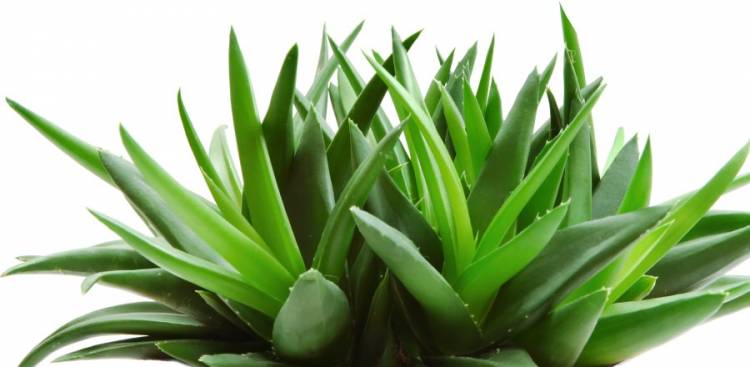 Gesundheitliche Vorteile von Aloe Vera