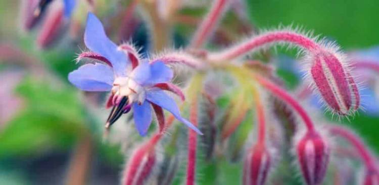 Starflower Öl Vorteile Für Women's Gesundheit
