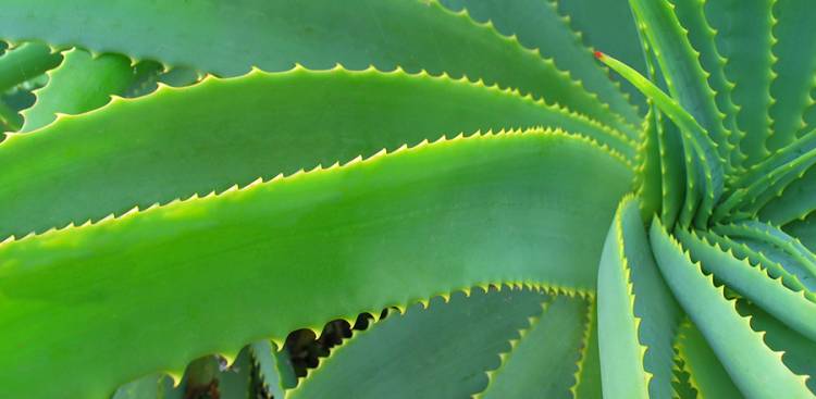 Die Vorteile von Aloe Vera für Ihr Haut