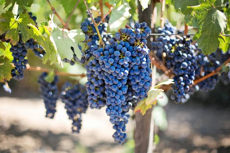 Die Vorteile von Grape Seed Extrakt für Ihr Haut