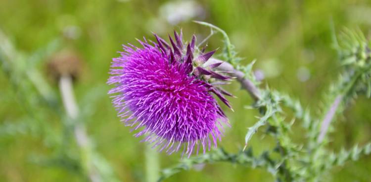 Uses von Mariendistel