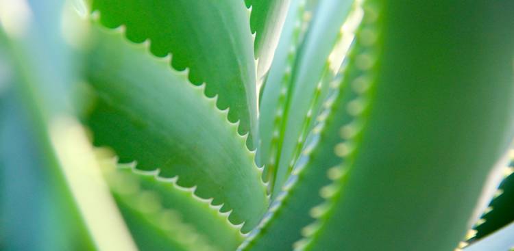 Gesundheitliche Vorteile von Aloe Vera