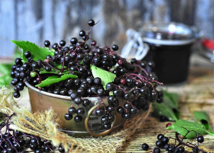 Die Immune-Boosting Properties von Elderberry
