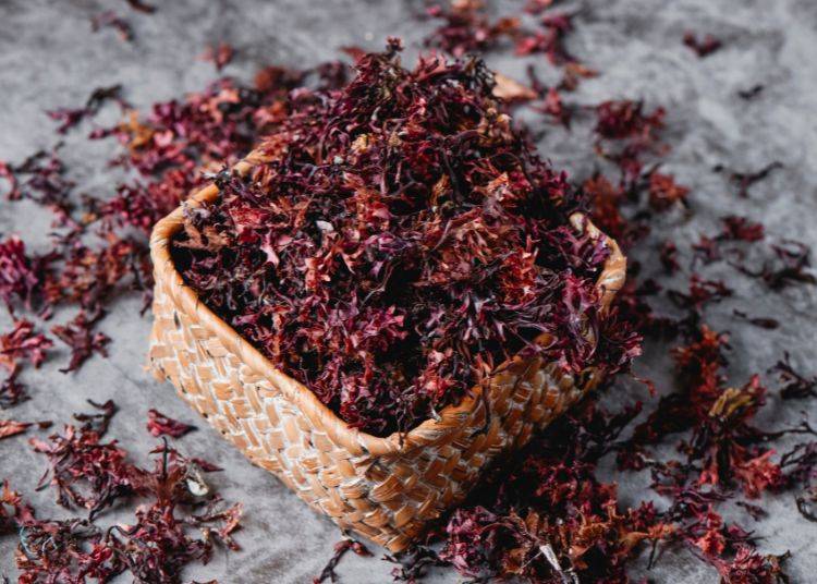 Entdecken Sea Moss: Die Ocean's Multivitamin
