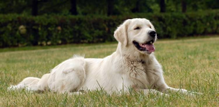 Common Haut Problems in Hunde & Their Remedies