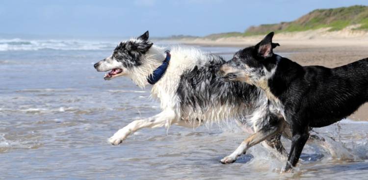 Natürlich Remedies für Arthritis in Hunde