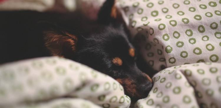 Natürlich Remedies für Hund Anxiety