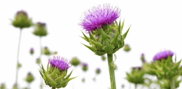 Mariendistel für Liver Detox – Fact oder Fad?