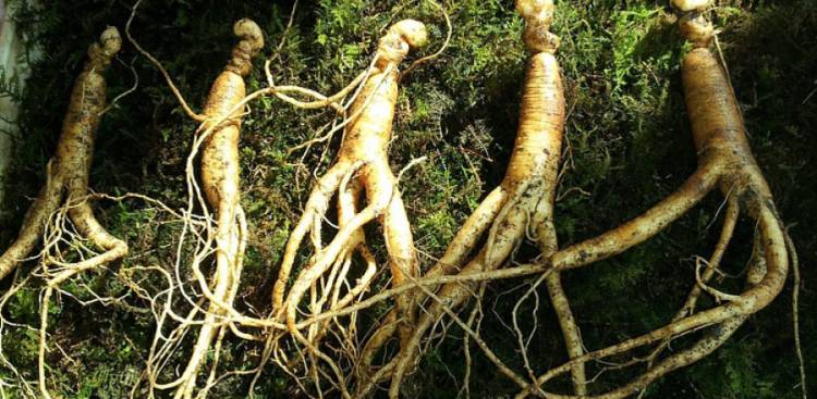 Ginseng und Sexual Gesundheit