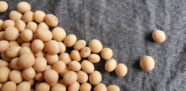 Vorteile von Soya Isoflavones für Menopause Symptoms