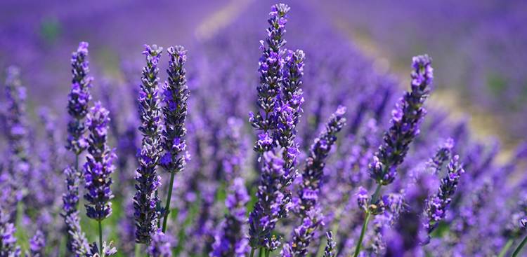Flowers mit Surprising Gesundheit Vorteile