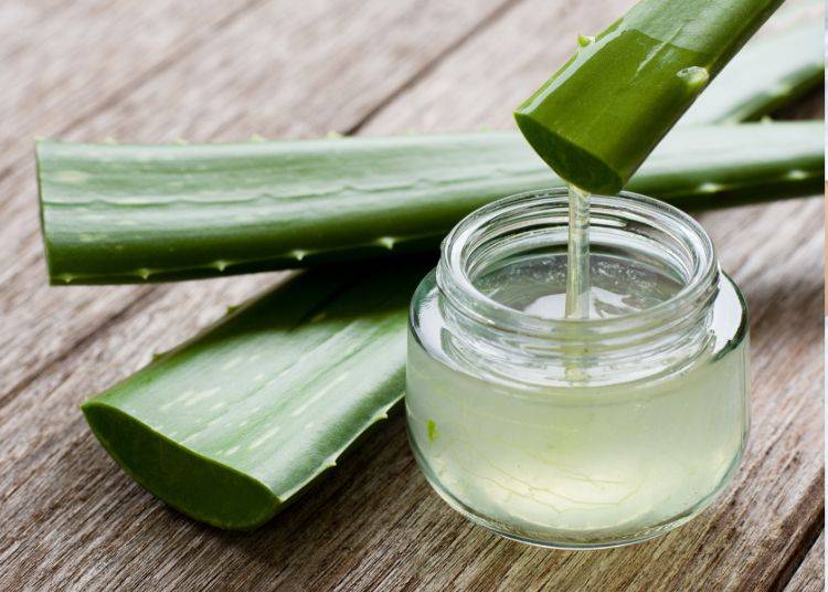 Kann Aloe Vera Helfen Ihr Eczema?