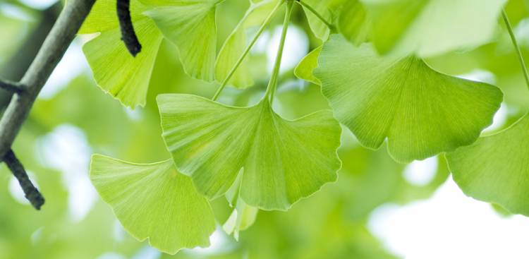 Gesundheitliche Vorteile von  Ginkgo Biloba