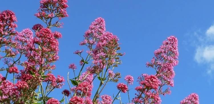 Gesundheitliche Vorteile von Valerian