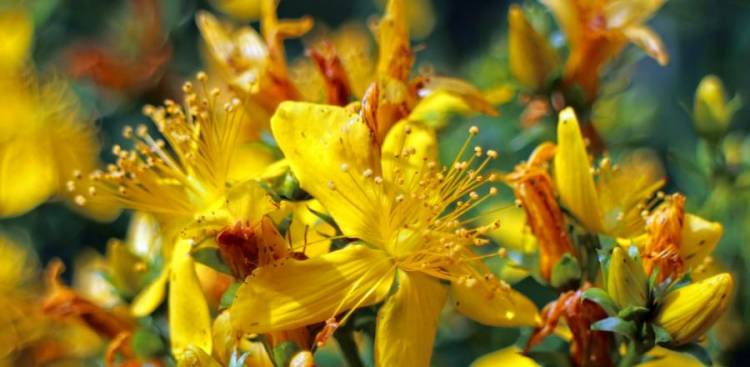 Gesundheitliche Vorteile von St John's Wort