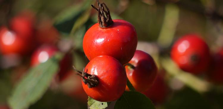 Gesundheitliche Vorteile von Rosehips
