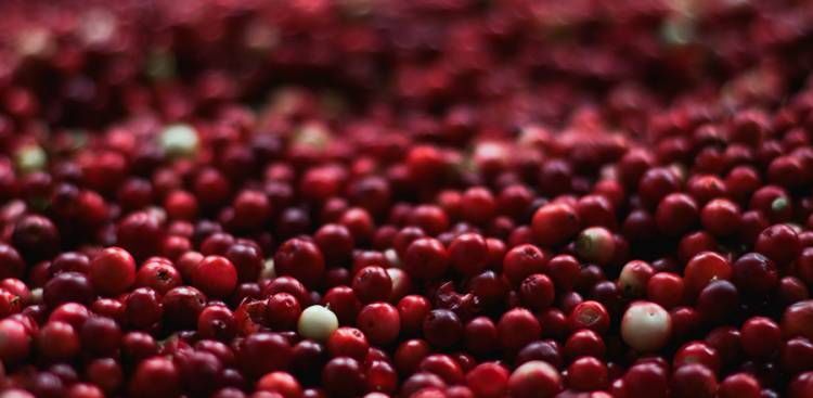 Gesundheitliche Vorteile von Cranberries
