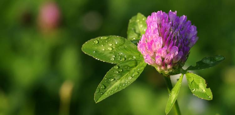 Gesundheitliche Vorteile von Rot Clover