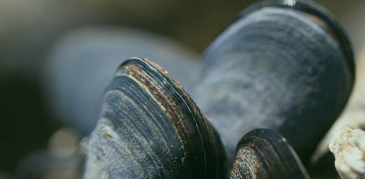 Gesundheitliche Vorteile von Grün Lipped Mussels