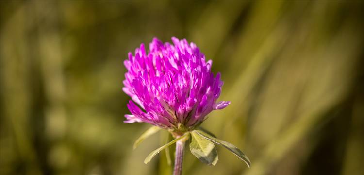 Wie Rot Clover Isoflavones Affect die Menopause