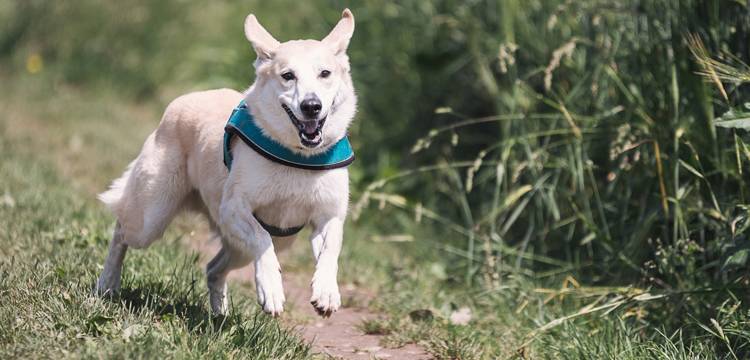 Lebertran für Hunde
