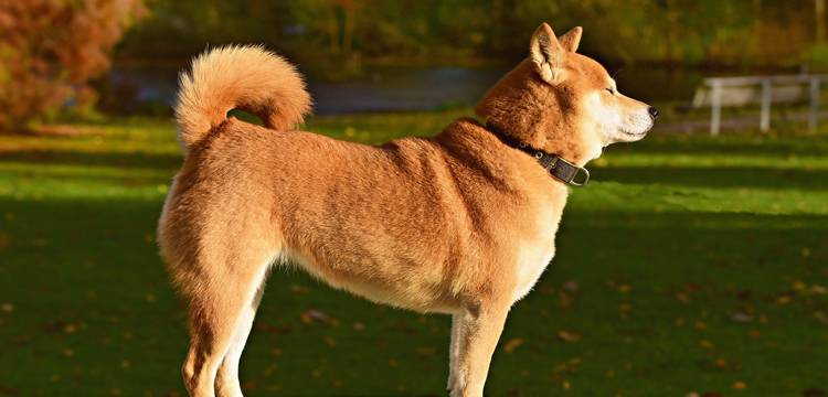 Glucosamin für Hunde