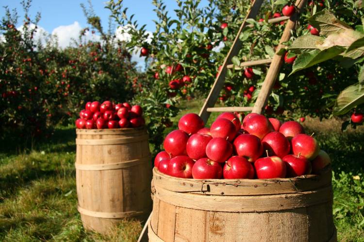 Was sind die Vorteile von Organic Produce?