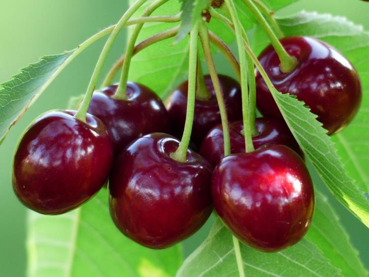 Die gesundheitlichen Vorteile von Montmorency Tart Cherry
