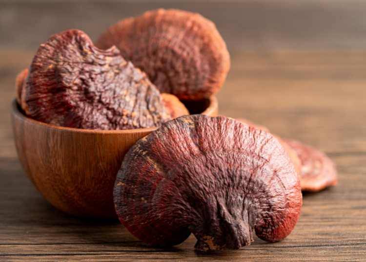 Warum Functional Mushrooms Sind die Next Big Thing