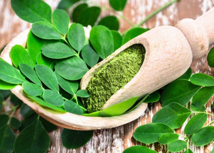 Moringa: Die Rising Star von Superfoods