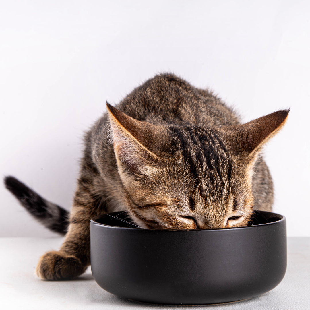 Katze Lebensmittel | Simply Supplements