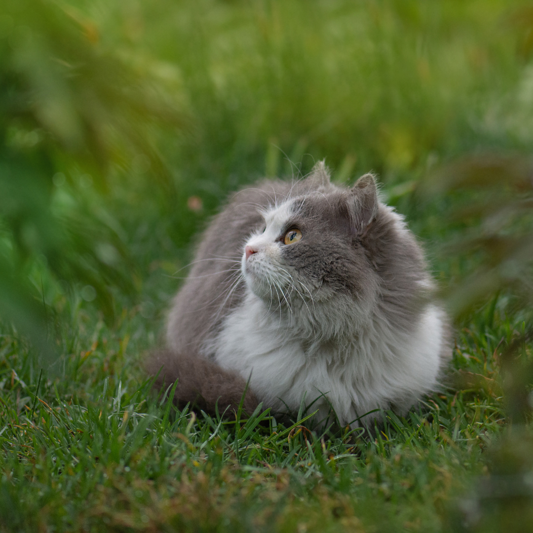 Katze Nahrungsergänzungsmittel | Vitapaws | Simply Supplements