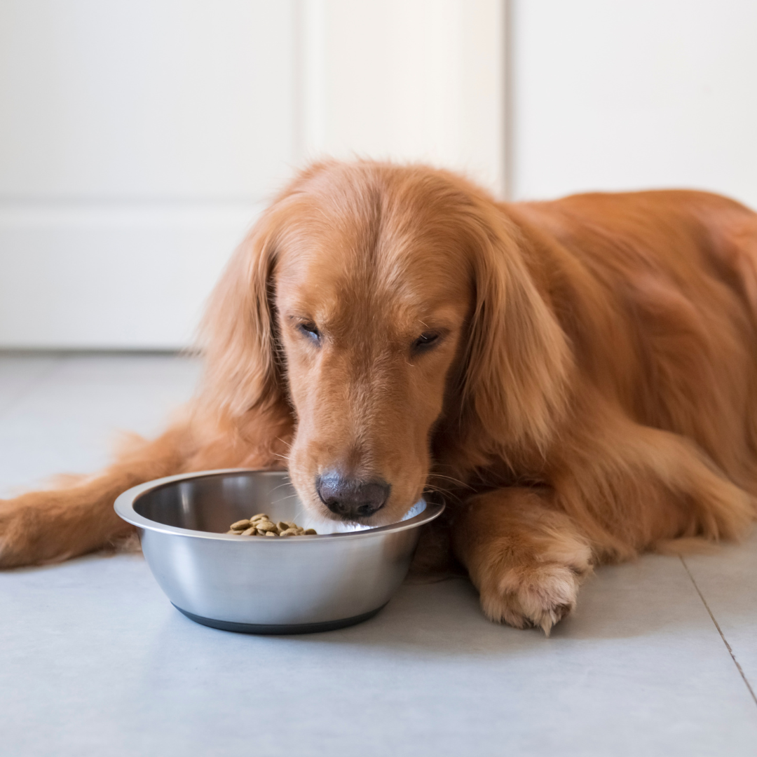 Hund Lebensmittel | Simply Supplements
