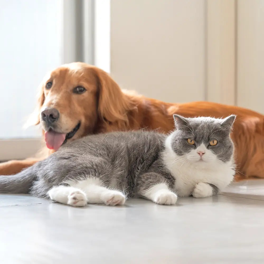 Pet Gesundheit | VitaPaws | Simply Supplements